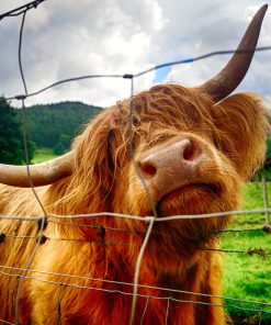 A ginger-coloured hairy cow with horns rubbing its throat on a barbed wire fence fills this image. The background is of Kilmahog on our Stirling Castle and Highland Cattle Tour. It is out-of-focus green field, wooded hill and cloudy sky.