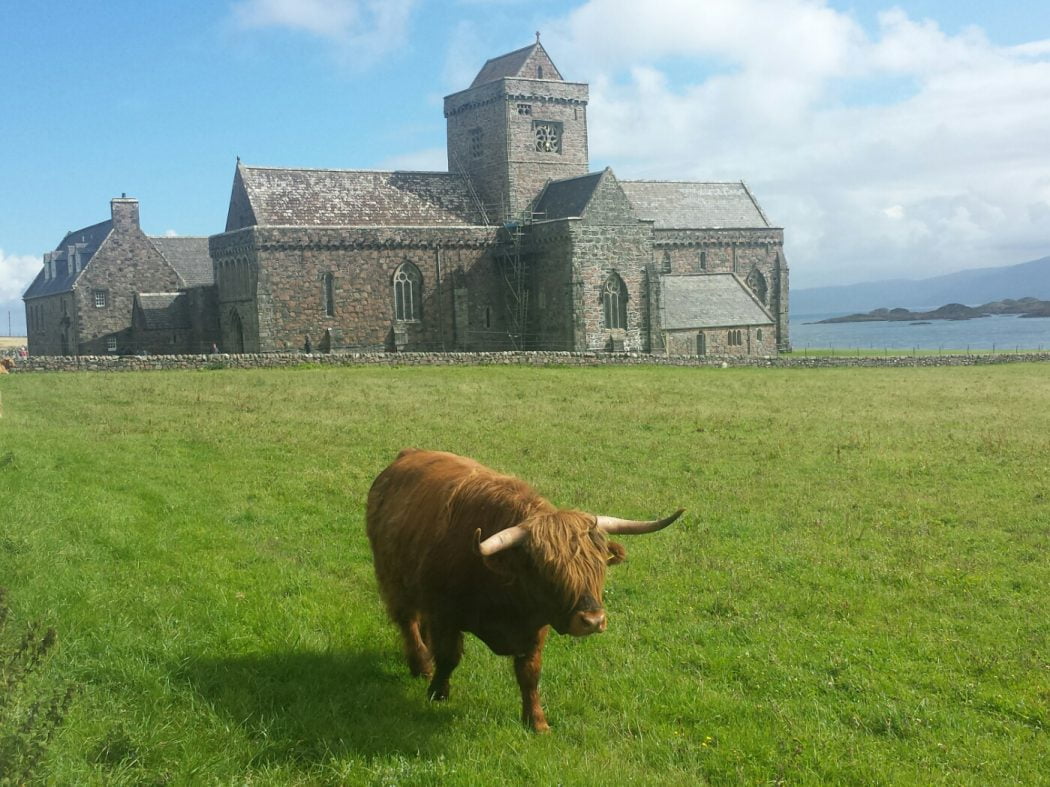A hairy Highland Cow walks towards us through the green field in the foreground. Iona Abbey, built of grey stone, stands behind it, and the blues of sea and sky colour the background on our Hebrides – Four Day Tour