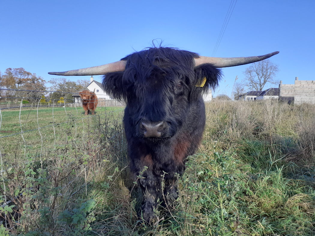 A large black highland bull in a field of long grass, seen on our Outlander Tour from Inverness. Behind him to the left we can see a toffee-coloured female Highland Cow. The sky above is blue.