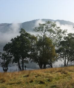 Grass occupies the near foreground, and then a single line of deciduous tress fringing a lake shore. The sky above is blue, and partially reflected in the lake, but a white early morning mist over the water obscures much. On the far shore a wodded hill rises, and at it's foot, just emerging from the mist are three towers of a castle.
