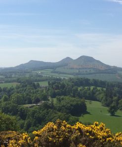 From a high vantage point on the Scottish Borders and Rosslyn Chapel Tour we see three high hills in the centre of the horizon, amidst a landscape of rolling green fields and woods. The foreground is Gorse in yellow flower and the sky is a hazy blue.