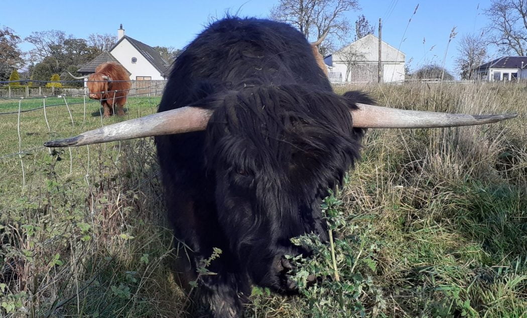 Jamie the Highland Cow - Tours from Invergordon Cruise Port
