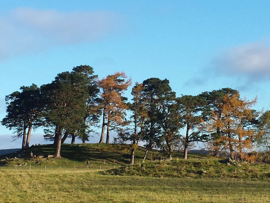 In the foreground is a field, and at the far side of that a fence. Beyond the fence the ground rises up to a grassy and slightly rocky knoll. This is crowned by a great circle of Caledonian Pines. The sky above is mixed cloudy and blue.