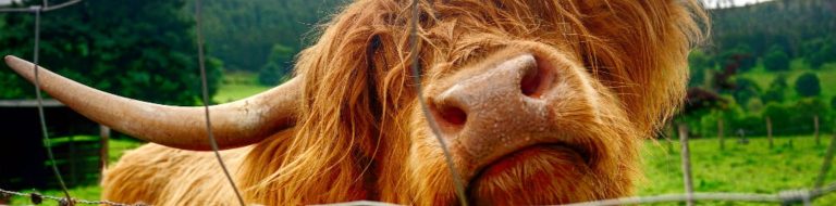 Inverness Tours - We’ll share yesterday’s stories today, to make memories for your tomorrows!